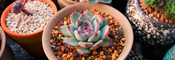 Sukkulenten in Töpfen